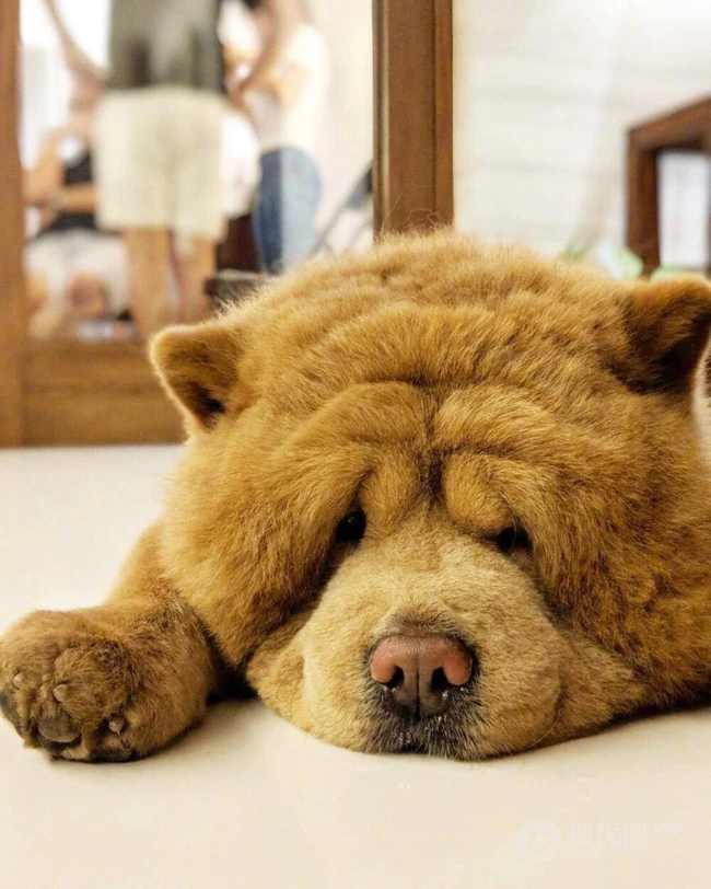 松狮，松狮犬可爱图片，萌萌的时髦宠物和守护犬松狮图片 第13张