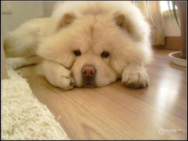 松狮，松狮犬可爱图片，萌萌的时髦宠物和守护犬松狮图片 第7张