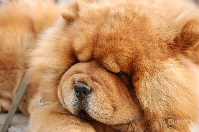 松狮，松狮犬可爱图片，萌萌的时髦宠物和守护犬松狮图片 第6张