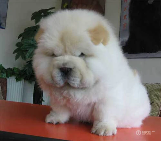 松狮，松狮犬可爱图片，萌萌的时髦宠物和守护犬松狮图片 第3张