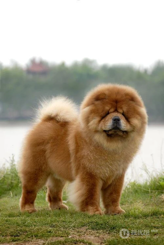 松狮，松狮犬可爱图片，萌萌的时髦宠物和守护犬松狮图片 第14张