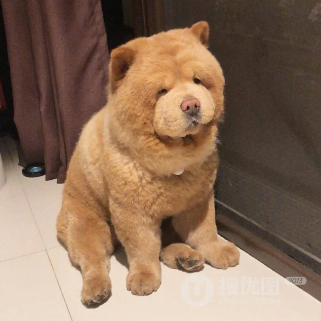 松狮，松狮犬可爱图片，萌萌的时髦宠物和守护犬松狮图片 第12张