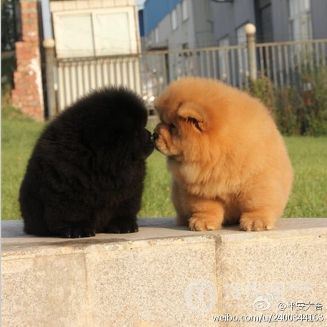 松狮，松狮犬可爱图片，萌萌的时髦宠物和守护犬松狮图片 第2张