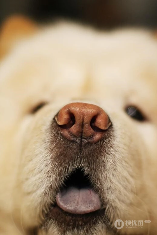 松狮，松狮犬可爱图片，萌萌的时髦宠物和守护犬松狮图片 第10张