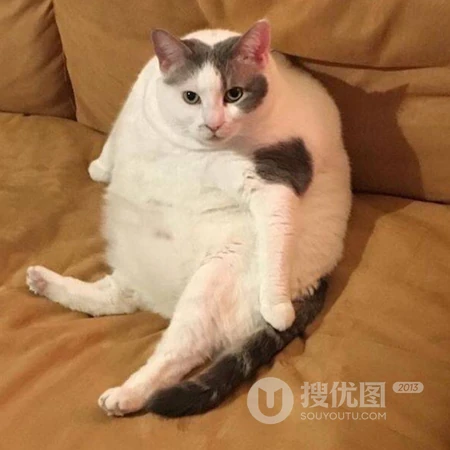 能把对方笑死的动物沙雕时刻的头像图片
