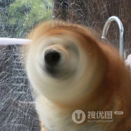 能把对方笑死的动物沙雕时刻的头像图片