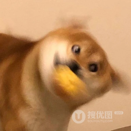 被玩坏的宠物，搞笑沙雕萌宠头像图片