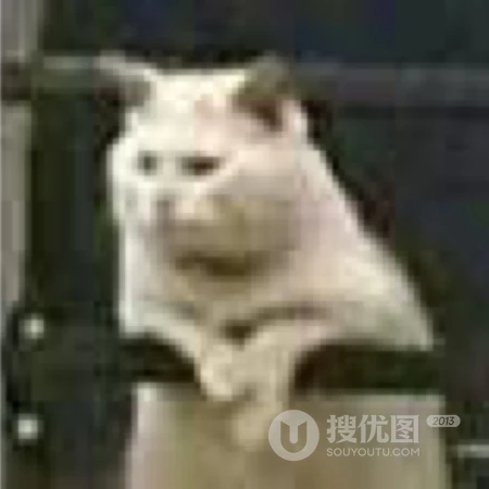 被玩坏的宠物，搞笑沙雕萌宠头像图片