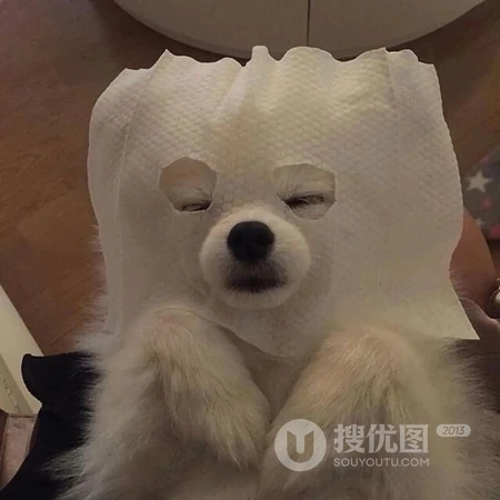 被玩坏的宠物，搞笑沙雕萌宠头像图片