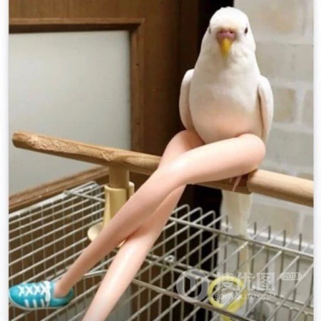 动物的搞笑头像，一看到就会笑死的动物头像图片