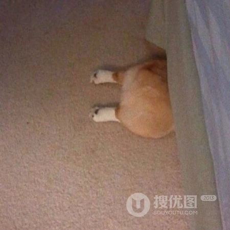 动物的搞笑头像，一看到就会笑死的动物头像图片