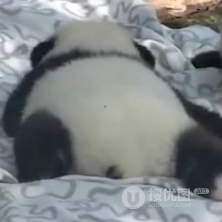 动物的搞笑头像，一看到就会笑死的动物头像图片