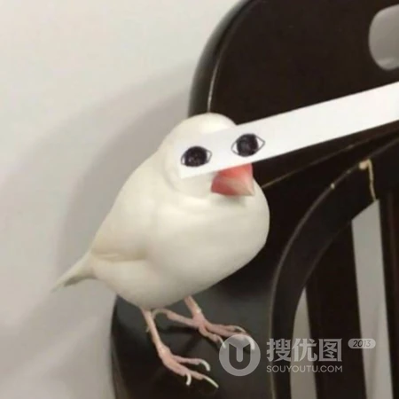 动物的搞笑头像，一看到就会笑死的动物头像图片