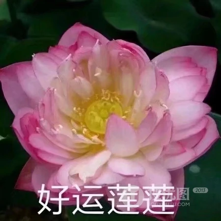 个性带文字的图片头像，搞怪的文字头像图片