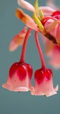灯笼树上灯笼花（吊钟花）唯美图片，杜鹃花科吊钟花属植物灯笼树图片
