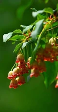 灯笼树上灯笼花（吊钟花）唯美图片，杜鹃花科吊钟花属植物灯笼树图片