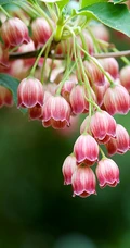 灯笼树上灯笼花（吊钟花）唯美图片，杜鹃花科吊钟花属植物灯笼树图片