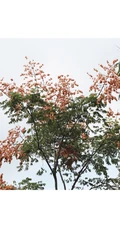 灯笼树上灯笼花（吊钟花）唯美图片，杜鹃花科吊钟花属植物灯笼树图片
