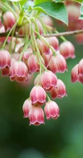 灯笼树上灯笼花（吊钟花）唯美图片，杜鹃花科吊钟花属植物灯笼树图片