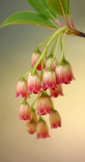 灯笼树上灯笼花（吊钟花）唯美图片，杜鹃花科吊钟花属植物灯笼树图片