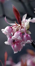 灯笼树上灯笼花（吊钟花）唯美图片，杜鹃花科吊钟花属植物灯笼树图片