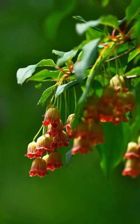 灯笼树上灯笼花（吊钟花）唯美图片，杜鹃花科吊钟花属植物灯笼树图片