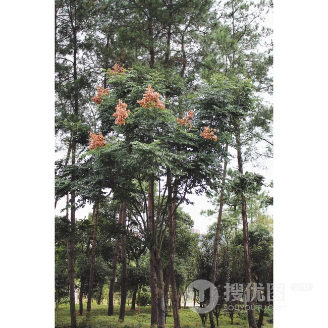 灯笼树上灯笼花（吊钟花）唯美图片，杜鹃花科吊钟花属植物灯笼树图片
