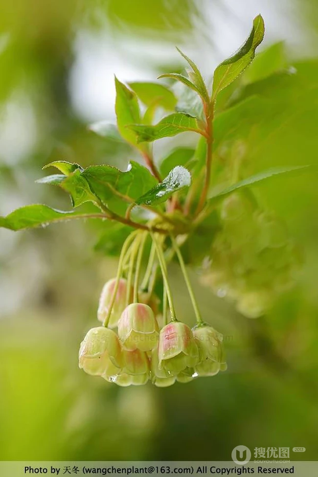 灯笼树上灯笼花（吊钟花）唯美图片，杜鹃花科吊钟花属植物灯笼树图片