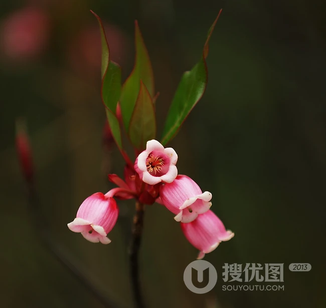 灯笼树上灯笼花（吊钟花）唯美图片，杜鹃花科吊钟花属植物灯笼树图片