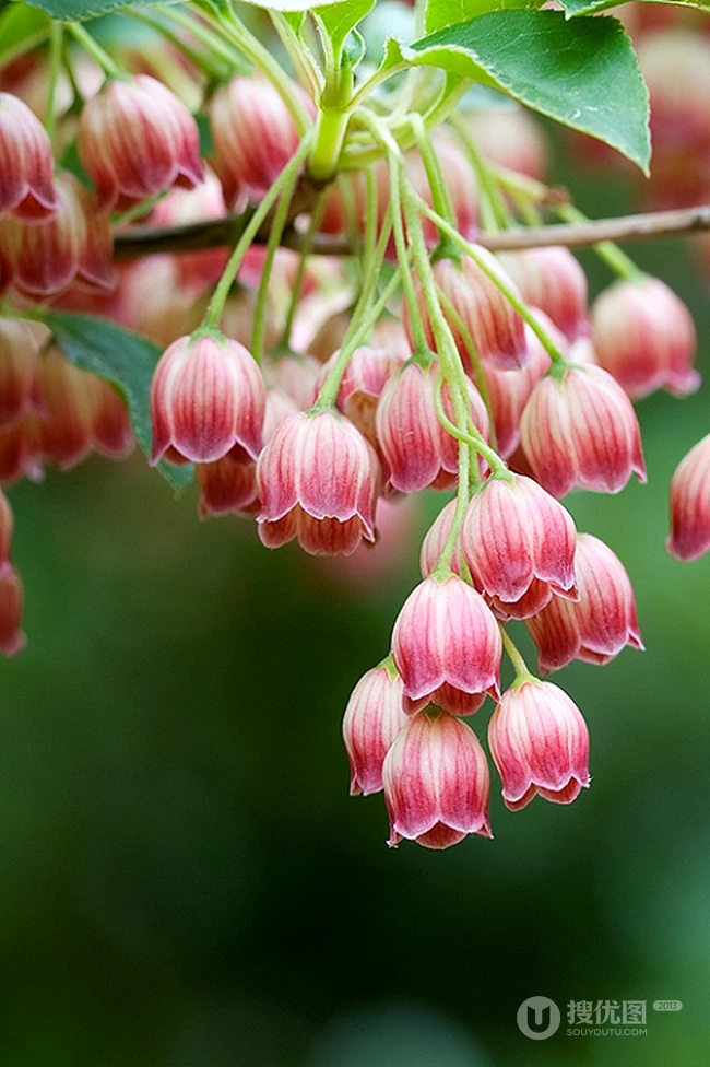 灯笼树上灯笼花（吊钟花）唯美图片，杜鹃花科吊钟花属植物灯笼树图片