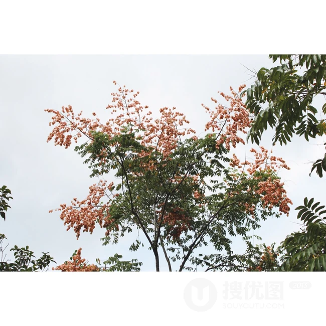 灯笼树上灯笼花（吊钟花）唯美图片，杜鹃花科吊钟花属植物灯笼树图片