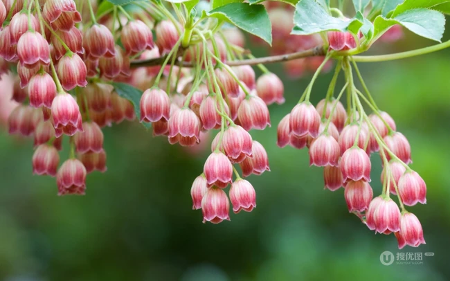 灯笼树上灯笼花（吊钟花）唯美图片，杜鹃花科吊钟花属植物灯笼树图片