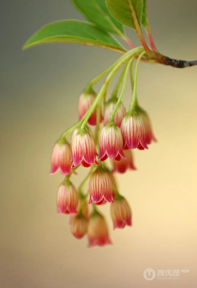 灯笼树上灯笼花（吊钟花）唯美图片，杜鹃花科吊钟花属植物灯笼树图片
