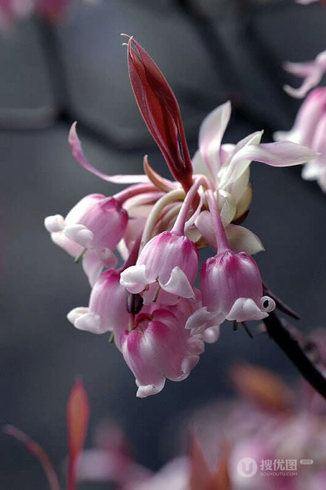 灯笼树上灯笼花（吊钟花）唯美图片，杜鹃花科吊钟花属植物灯笼树图片