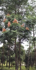 灯笼树上灯笼花（吊钟花）唯美图片，杜鹃花科吊钟花属植物灯笼树图片