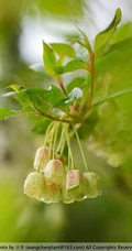 灯笼树上灯笼花（吊钟花）唯美图片，杜鹃花科吊钟花属植物灯笼树图片