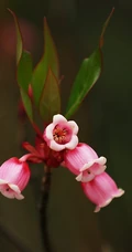 灯笼树上灯笼花（吊钟花）唯美图片，杜鹃花科吊钟花属植物灯笼树图片