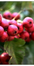 山楂树，山楂，山楂花图片，落叶乔木植物山楂树精选美图