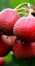山楂树，山楂，山楂花图片，落叶乔木植物山楂树精选美图