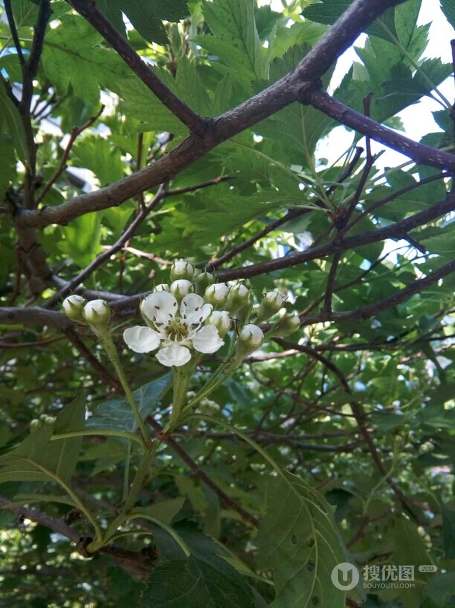 山楂树，山楂，山楂花图片，落叶乔木植物山楂树精选美图