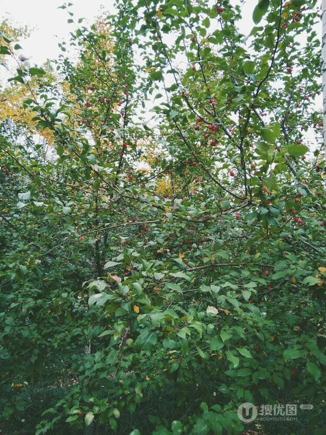 山楂树，山楂，山楂花图片，落叶乔木植物山楂树精选美图