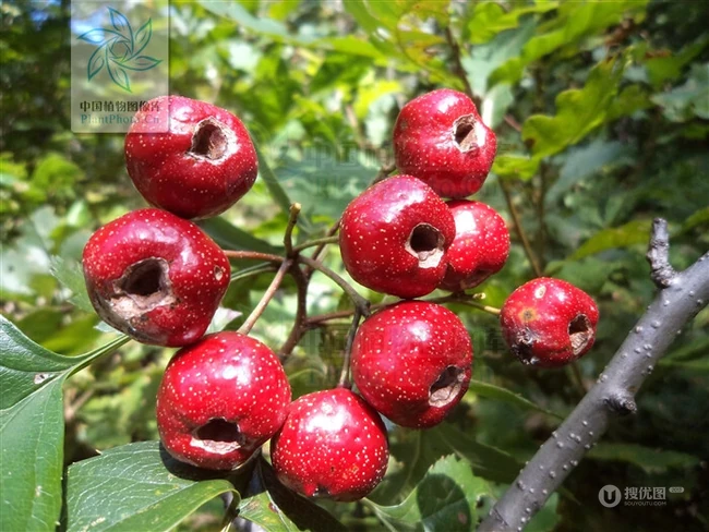 山楂树，山楂，山楂花图片，落叶乔木植物山楂树精选美图