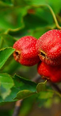 山楂树，山楂，山楂花图片，落叶乔木植物山楂树精选美图