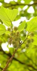 构树，构树花，构树果实图片，全身都是宝的构树精选图片