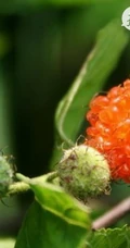 构树，构树花，构树果实图片，全身都是宝的构树精选图片