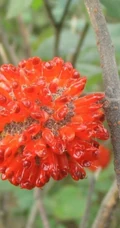 构树，构树花，构树果实图片，全身都是宝的构树精选图片
