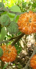 构树，构树花，构树果实图片，全身都是宝的构树精选图片