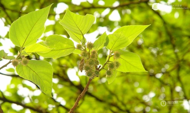 构树，构树花，构树果实图片，全身都是宝的构树精选图片