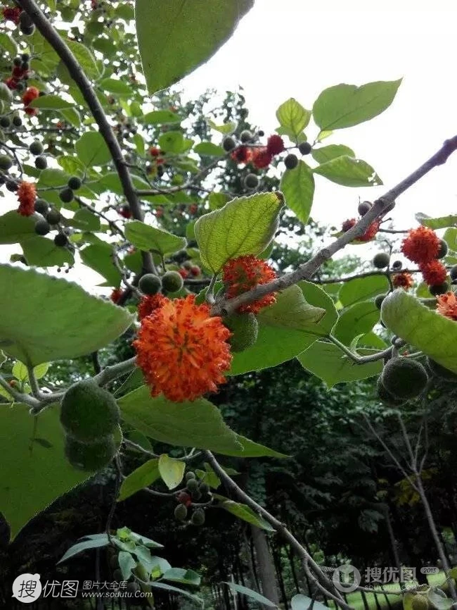 构树，构树花，构树果实图片，全身都是宝的构树精选图片