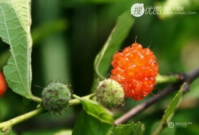 构树，构树花，构树果实图片，全身都是宝的构树精选图片